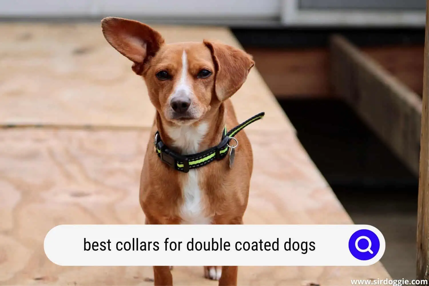 best collars for double coated dogs