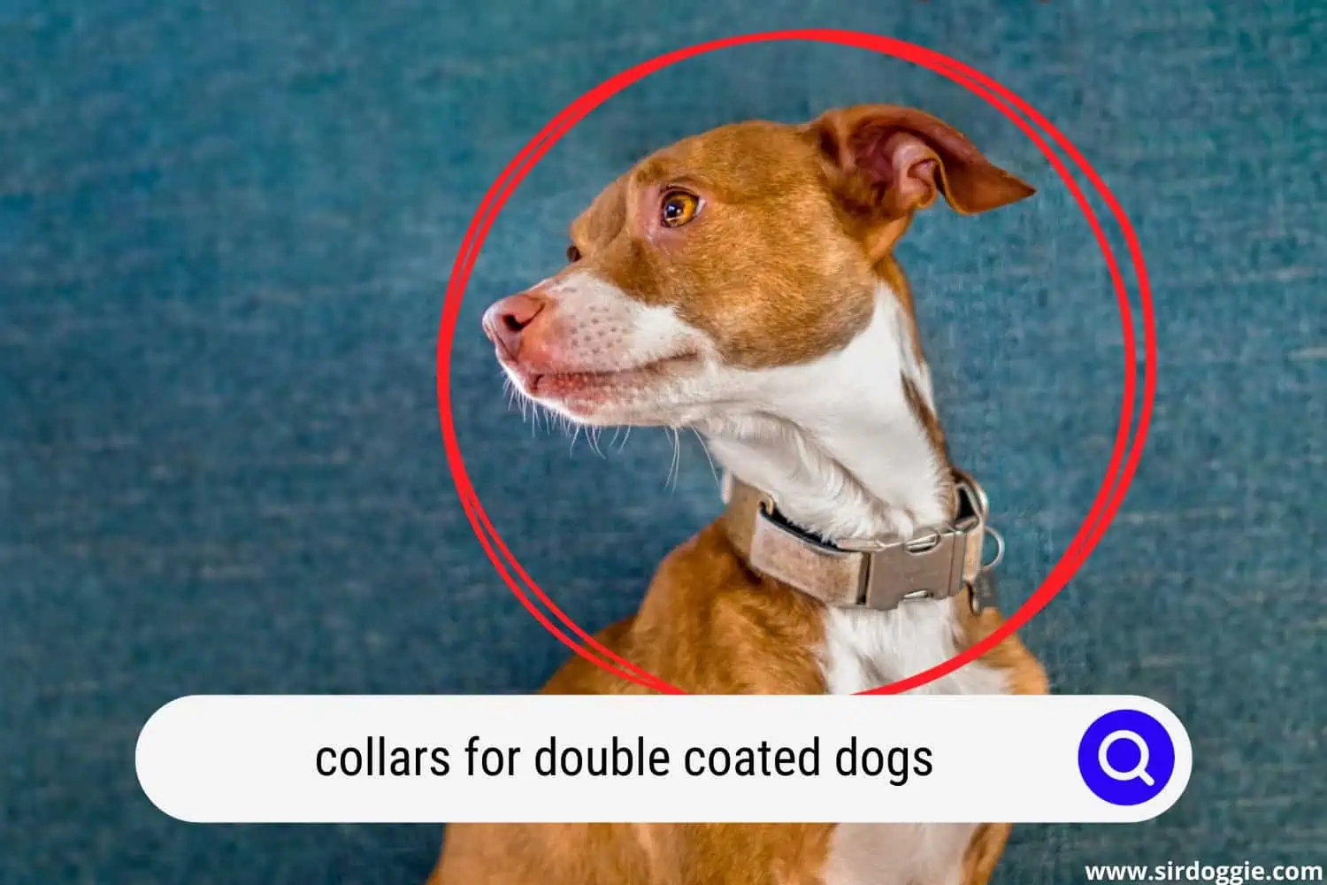 collars for double coated dogs