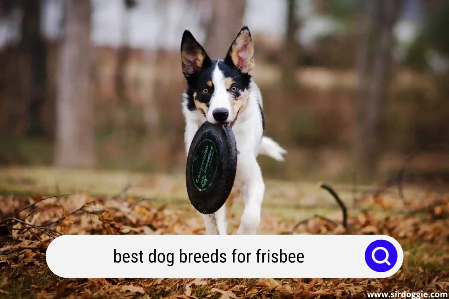 best dog breeds for frisbee