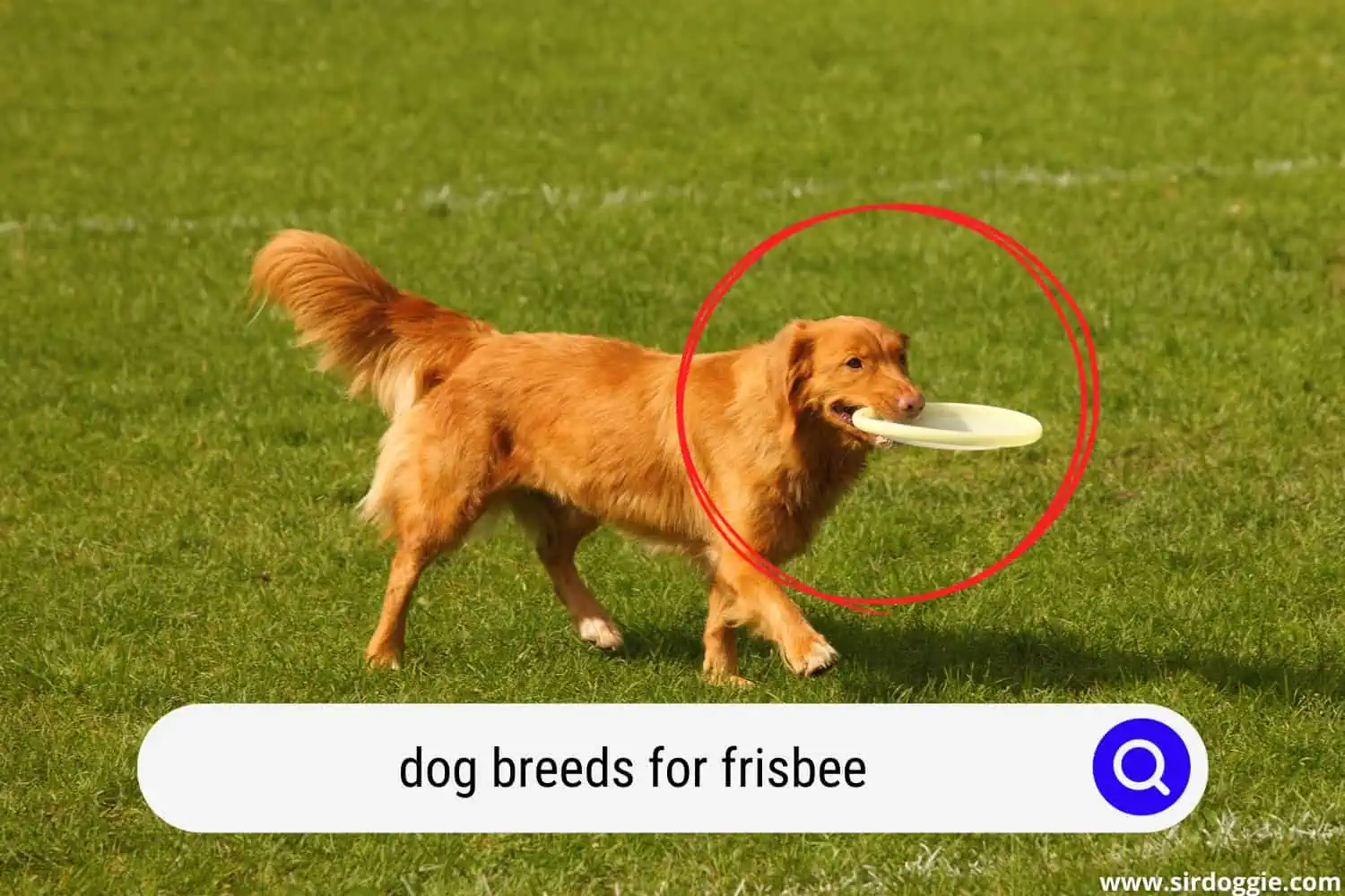 dog breeds for frisbee