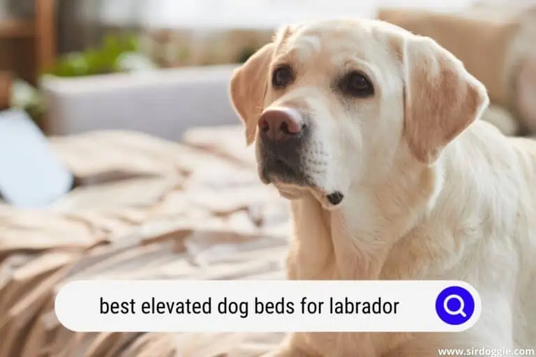 3 Best Elevated Dog Beds for Labrador for 2024