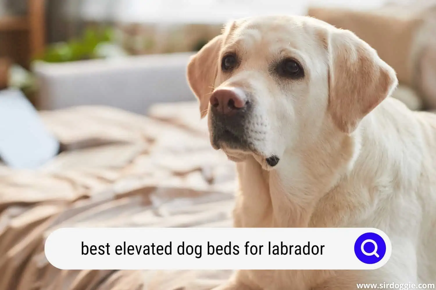 best elevated dog beds for labrador