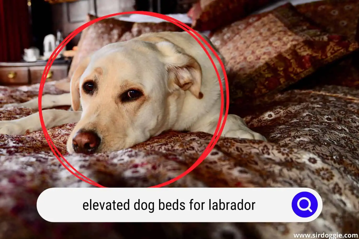 elevated dog beds for labrador