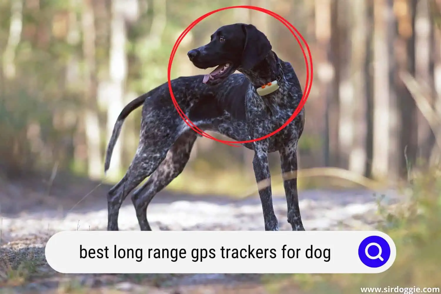 best long range gps trackers for dog