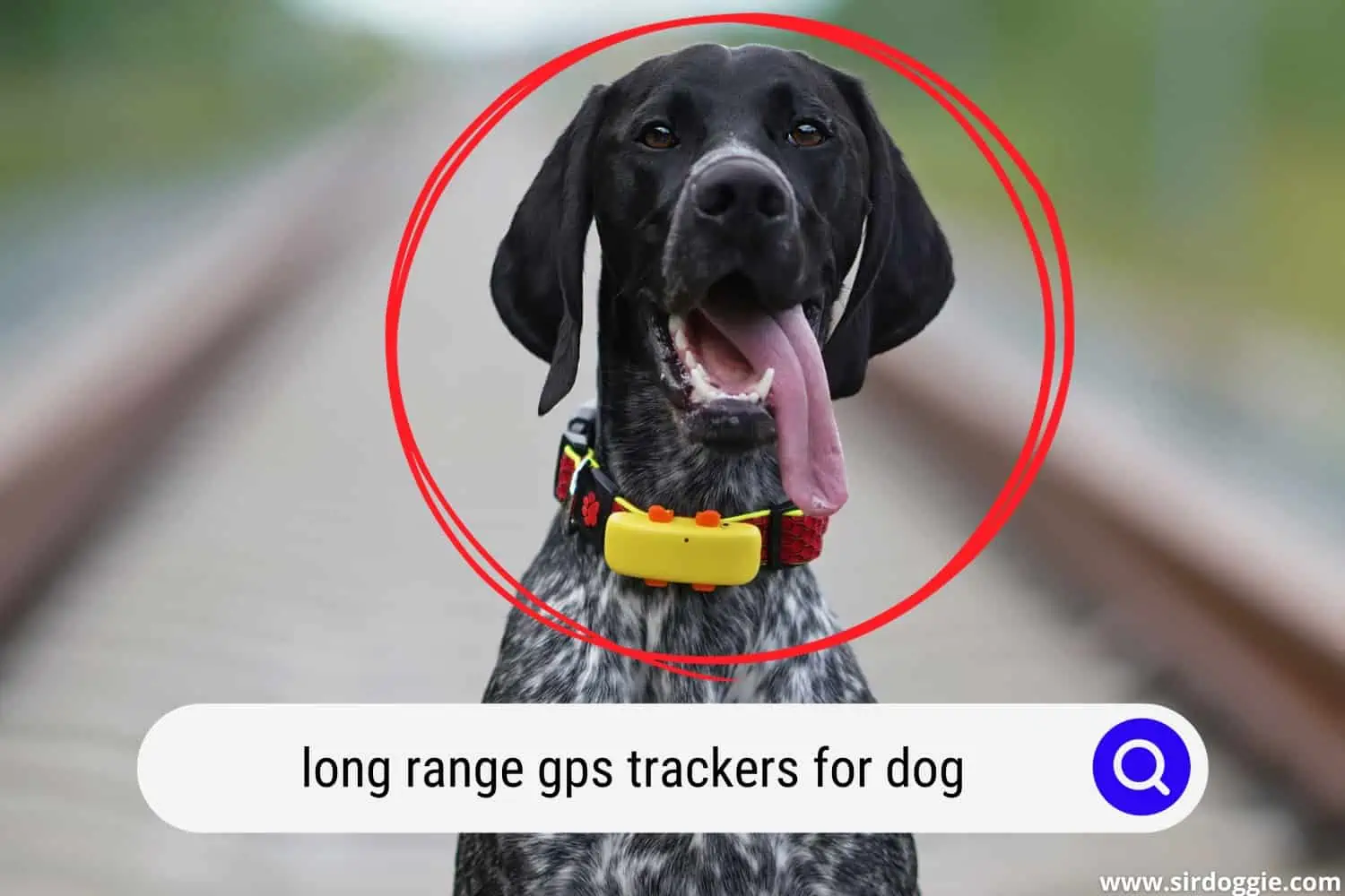 long range gps trackers for dog