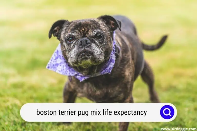 boston terrier pug mix life expectancy