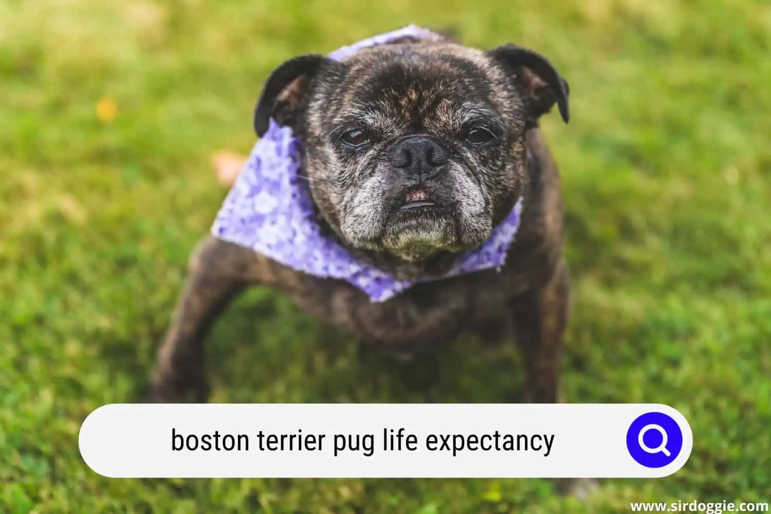 boston terrier pug life expectancy