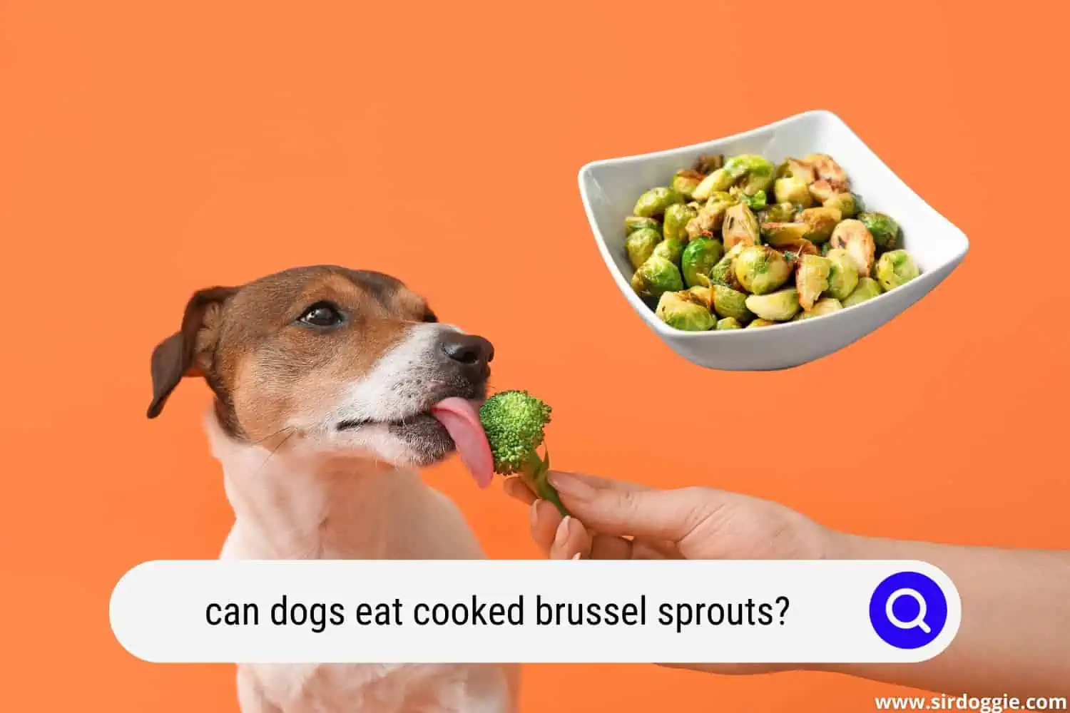 can dogs eat cooked brussel sprouts