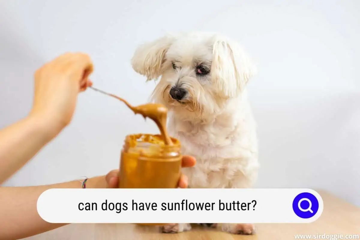 can dogs have sunflower butter