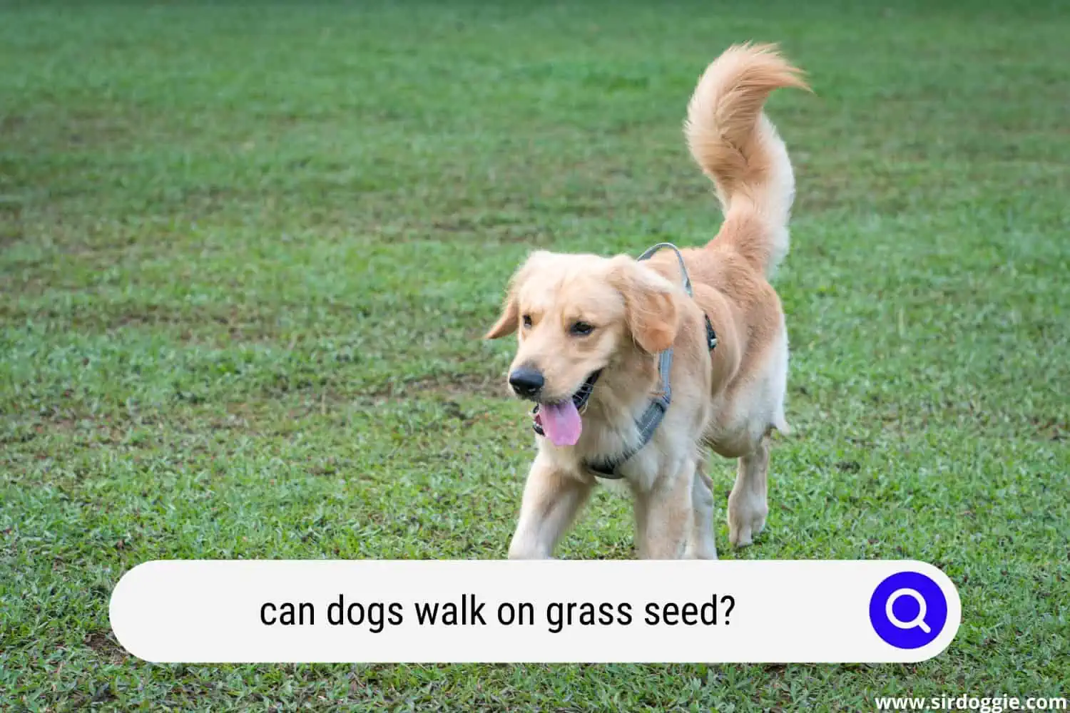 can dogs walk on grass seed