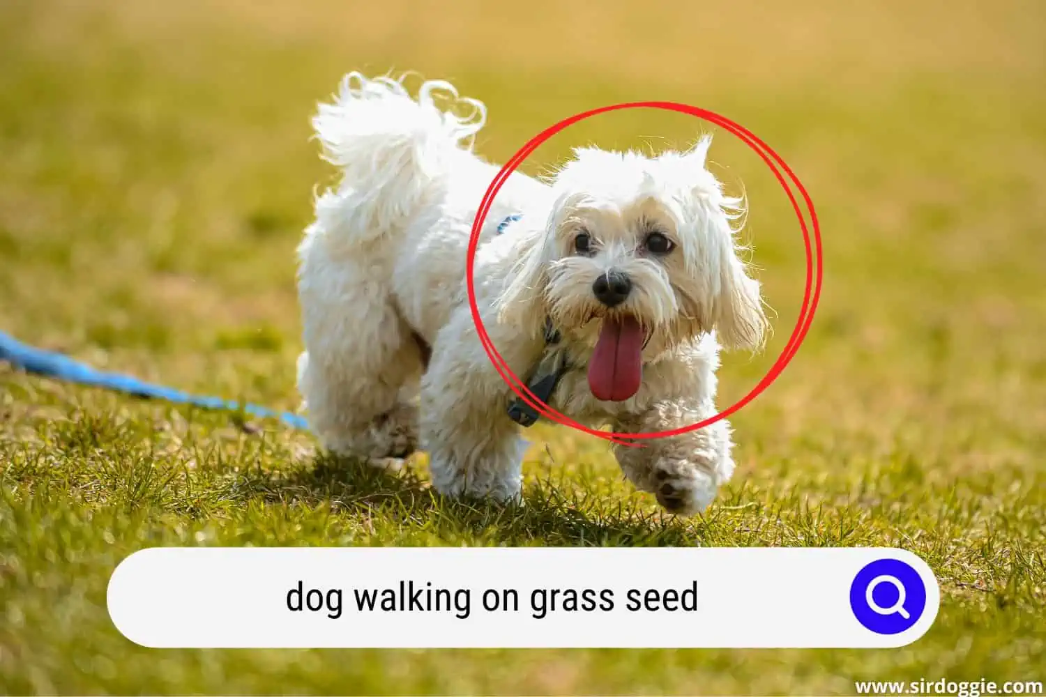 dog walking on grass seed