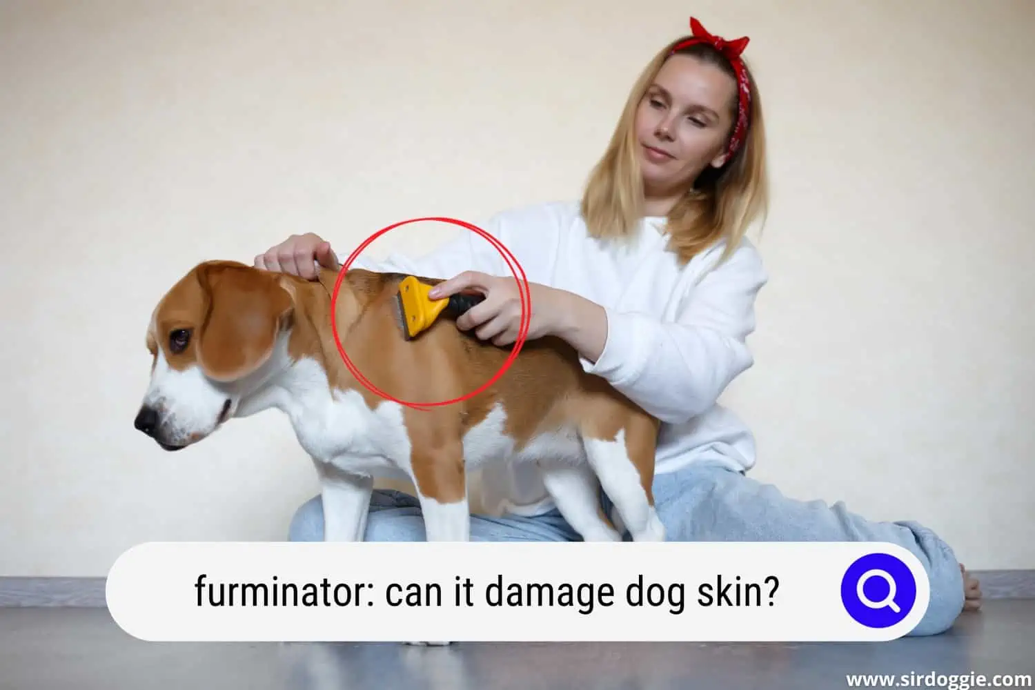 A Young Woman Combing a Beagle Dog with a Furminator. Grooming at Home
