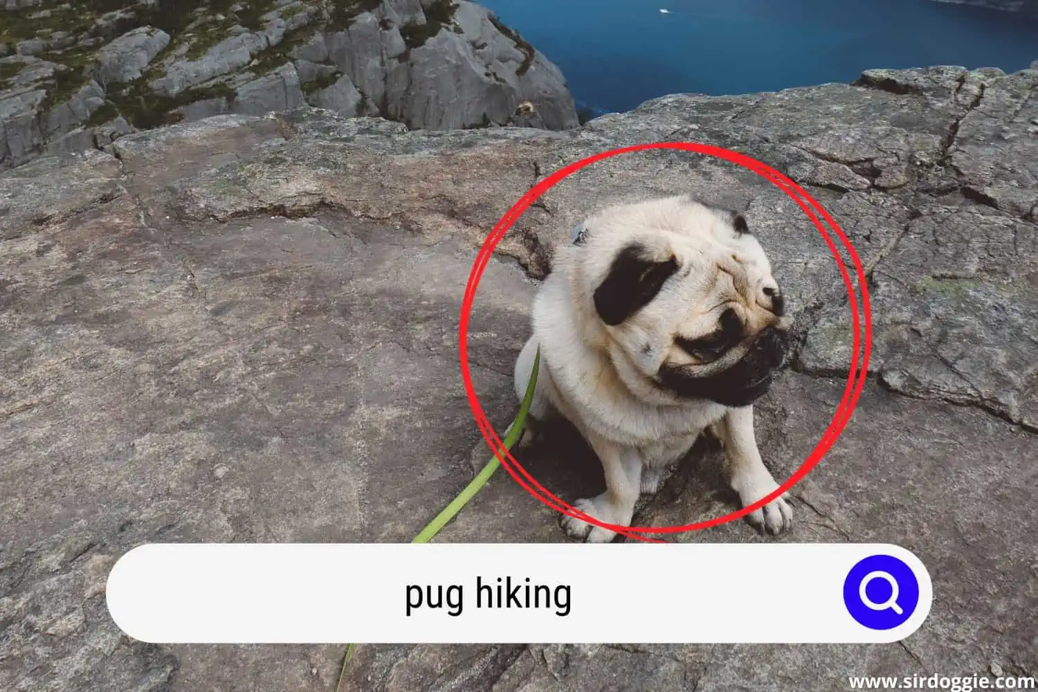 pug hiking