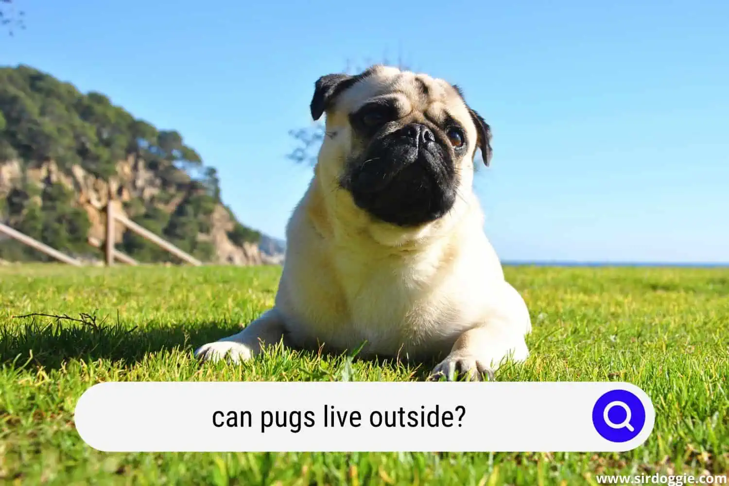 can pugs live outside