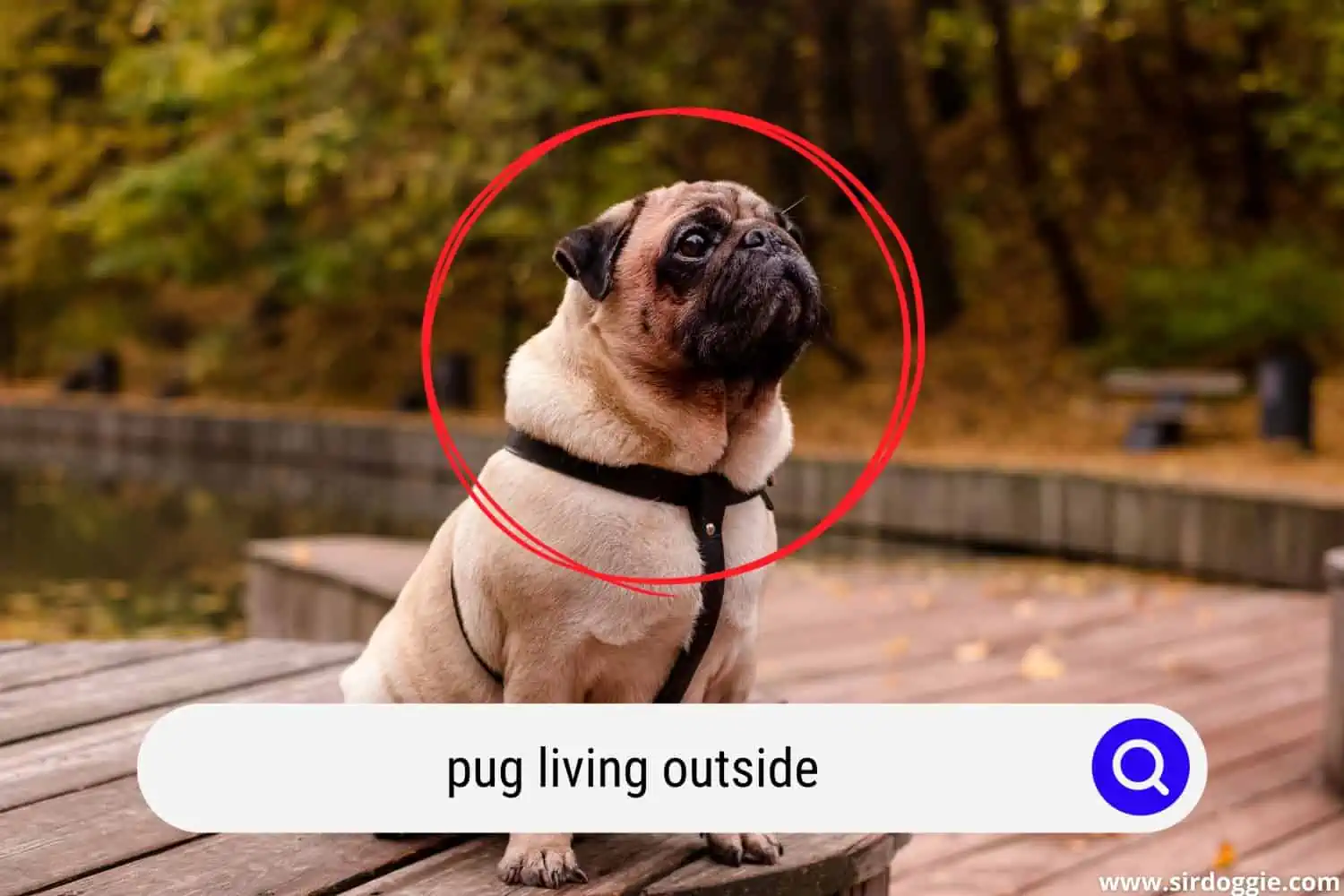 pug living outside