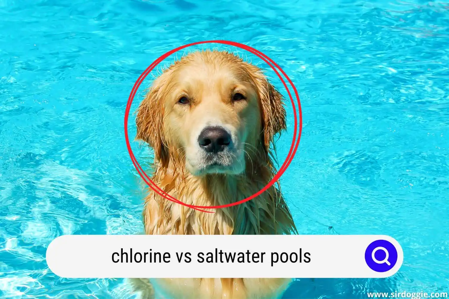 chlorine vs saltwater pools