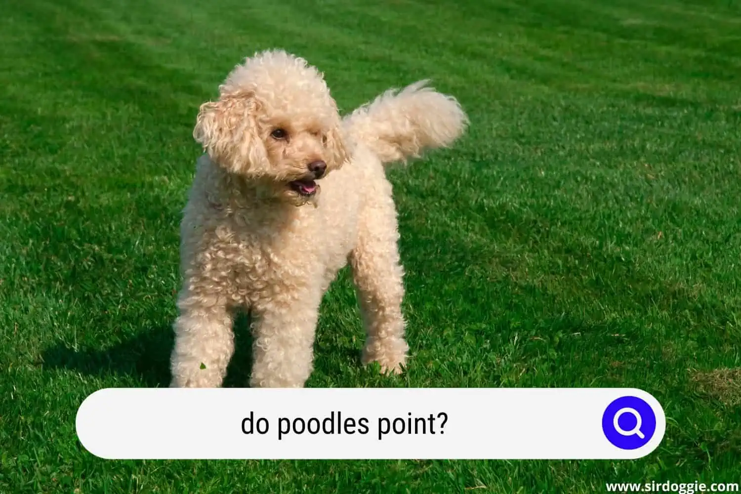 do poodles point