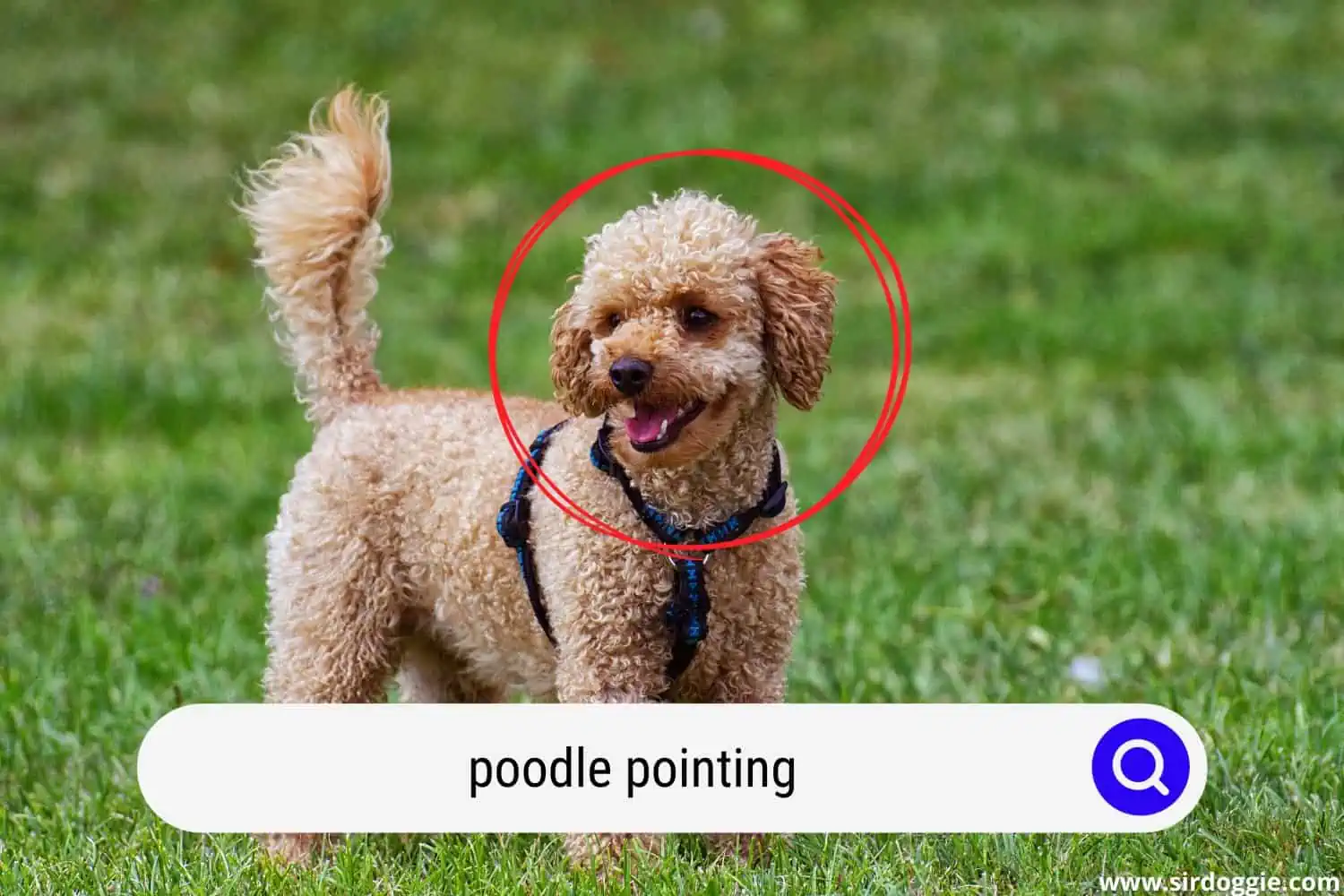 poodle pointing
