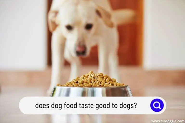 Does Dog Food Taste Good to Dogs?