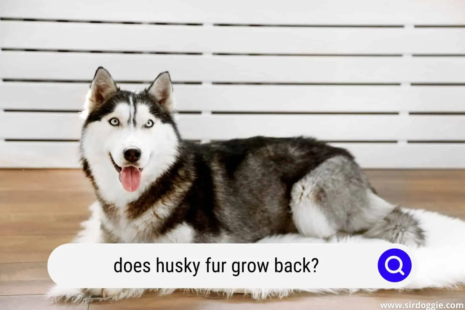 does husky fur grow back