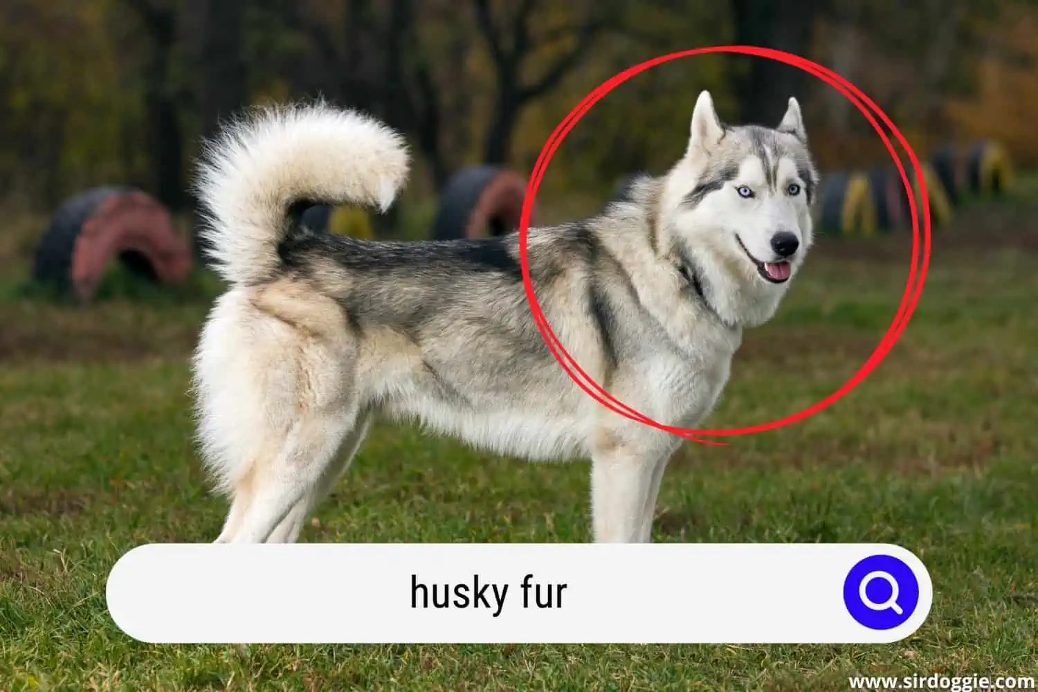 husky fur