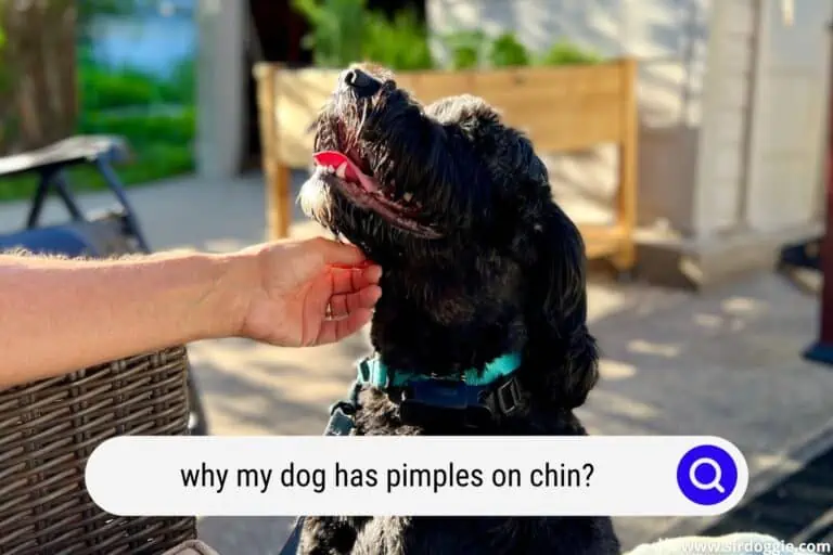 Why My Dog Has Pimples On Chin? – Causes and Medication
