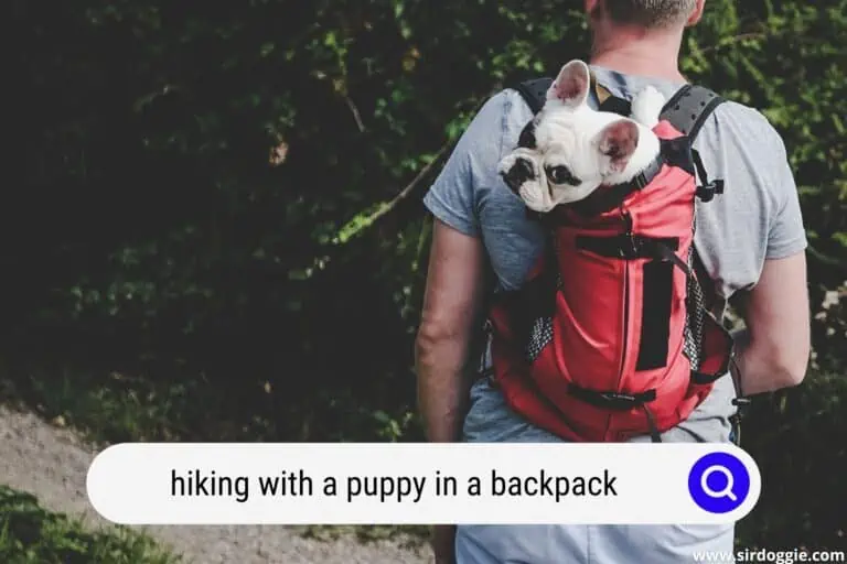 Hiking with a Puppy in a Backpack: All You Need to Know