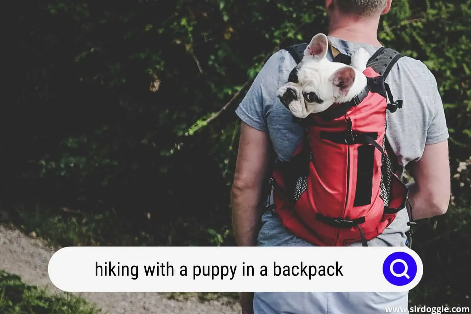 hiking with puppy in backpack