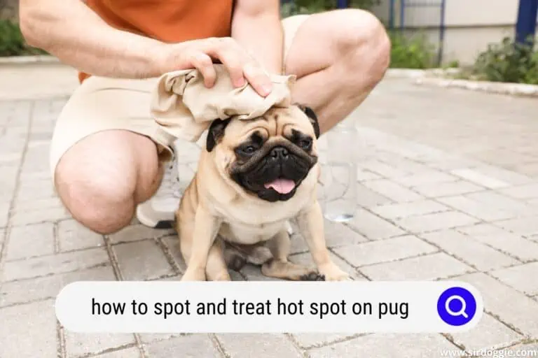 hot spot on pug
