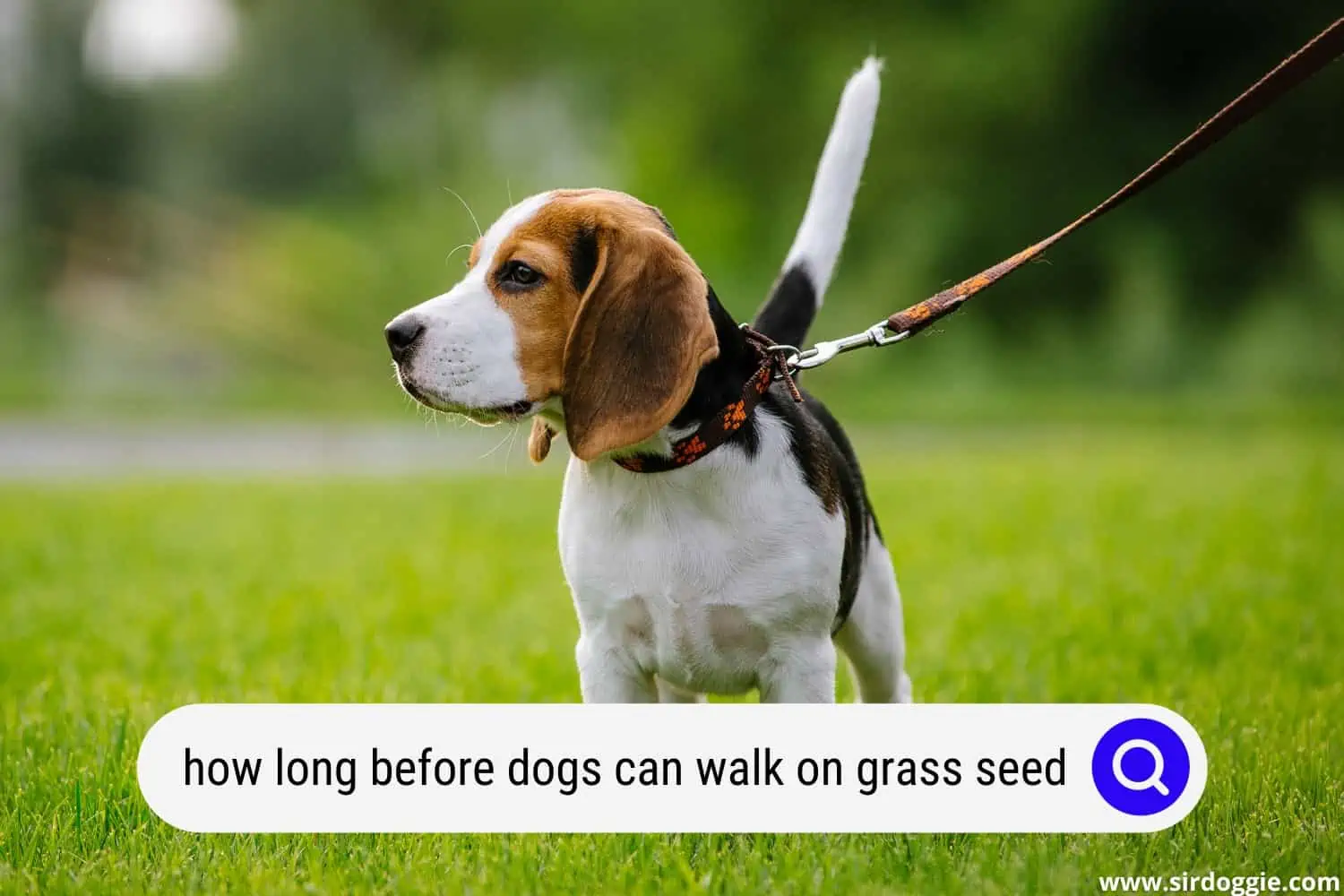 how long before dogs can walk on grass seed