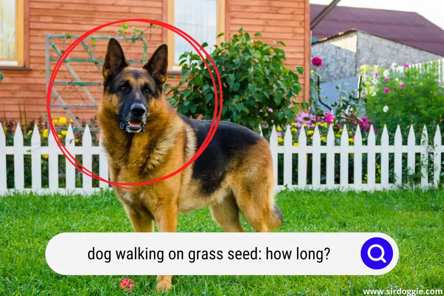 dog walking on grass seed