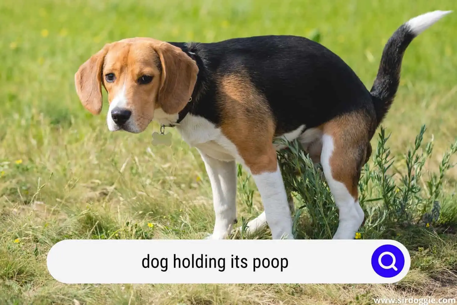 dog holding its poop