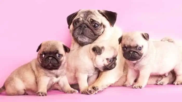 how many puppies do pugs have