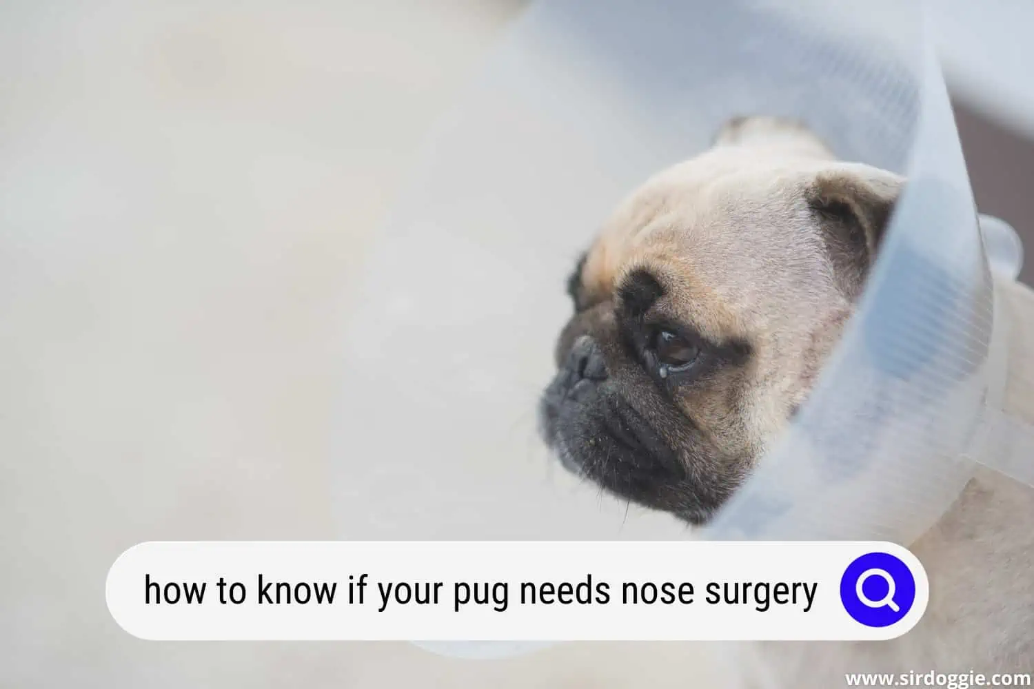 how to know if your pug needs nose surgery