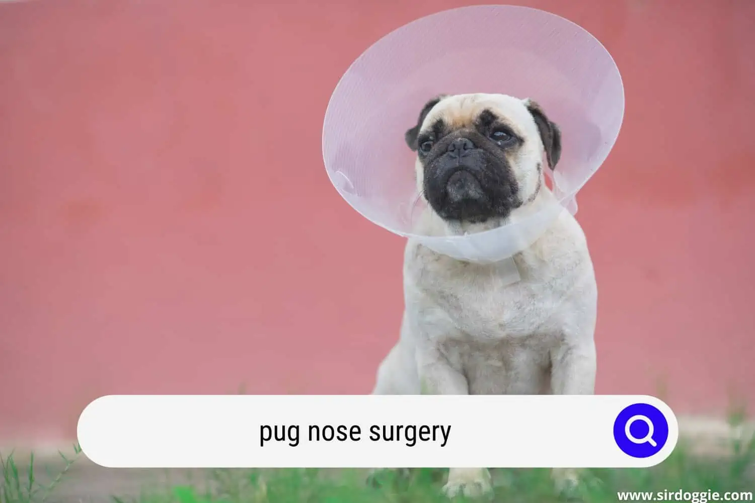 pug nose surgery