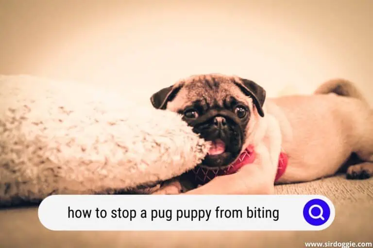 How To Stop A Pug Puppy From Biting