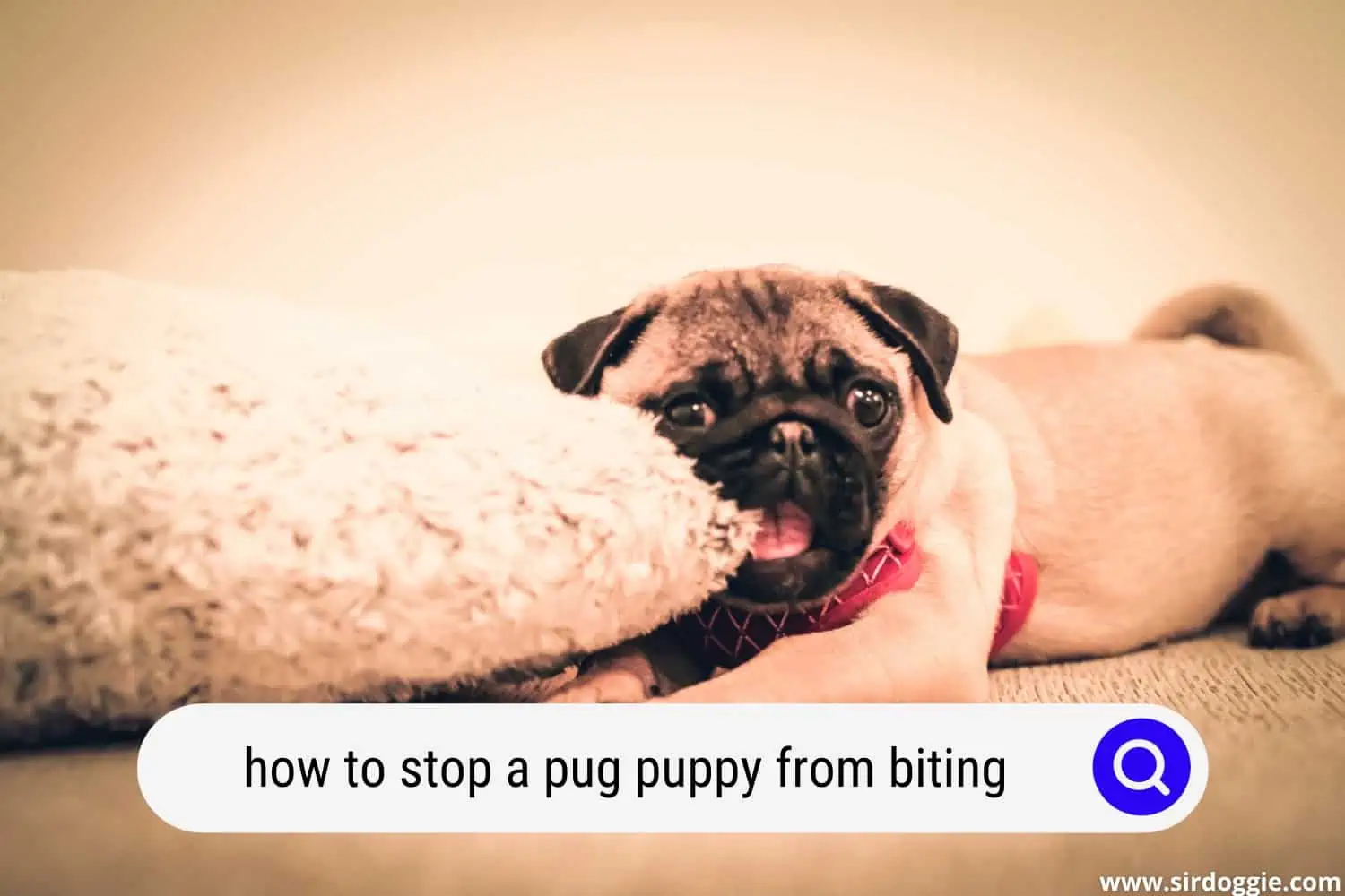 how to stop a pug puppy from biting