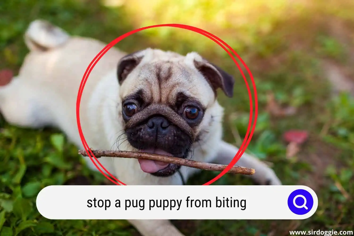 stop a pug puppy from biting