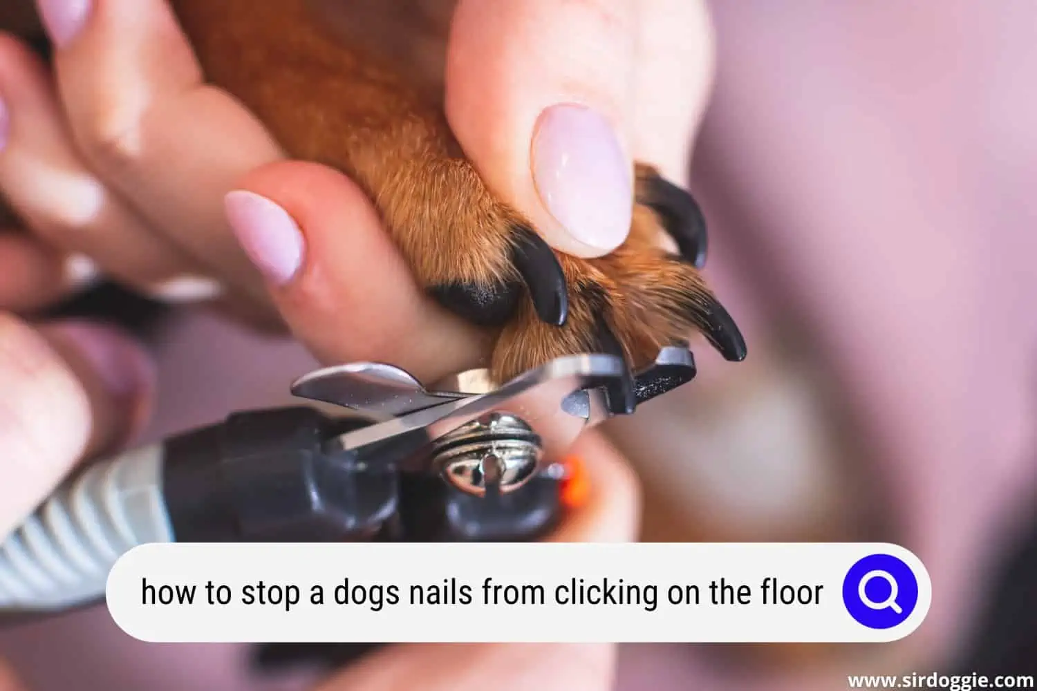 how to stop dogs nails from clicking on the floor