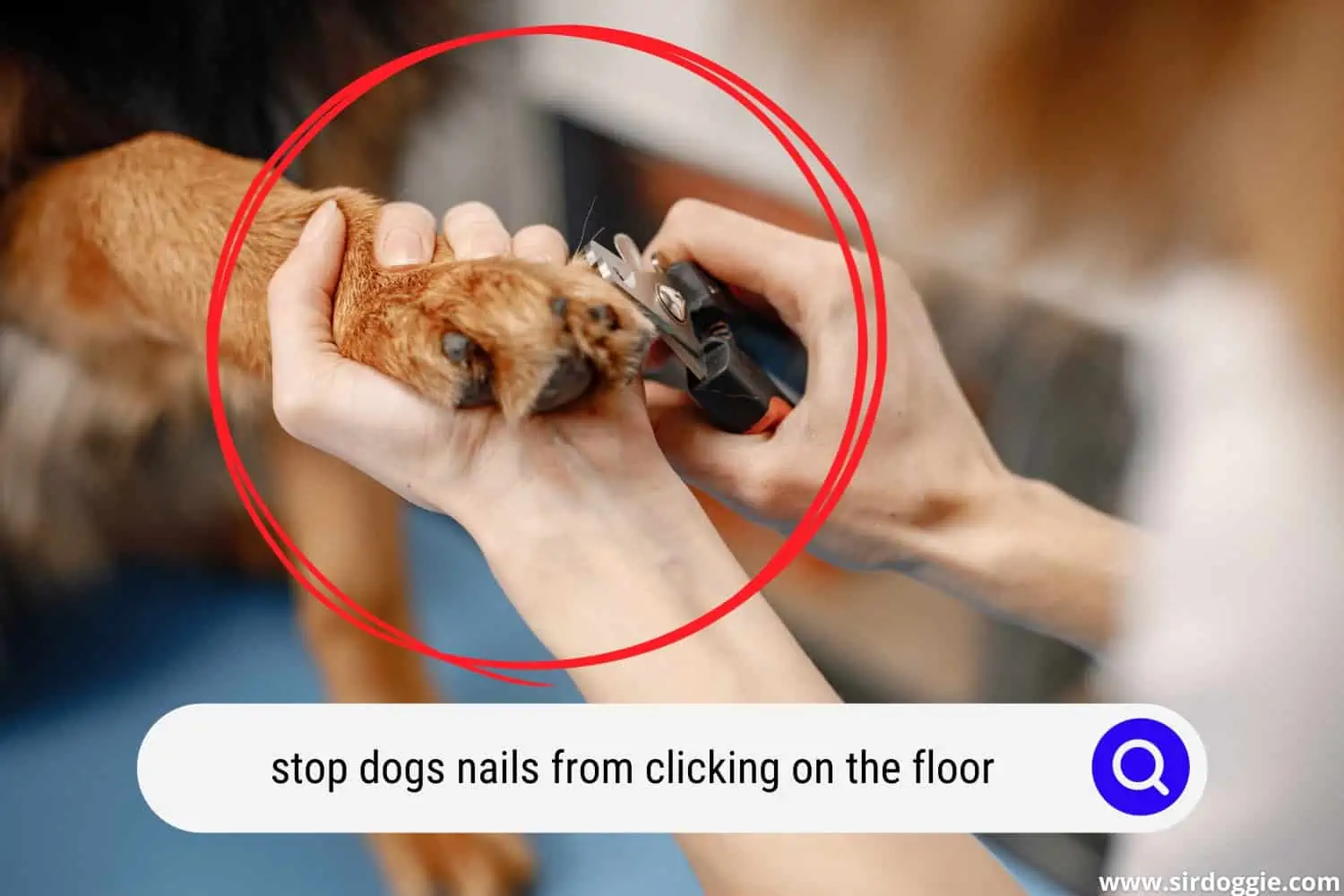stop dogs nails from clicking on the floor