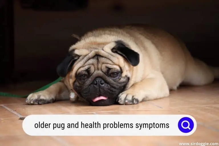 older pug and health problems symptoms