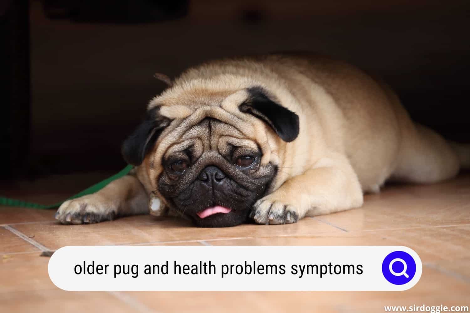Older Pug and Health Problems’ Symptoms How Senior Pugs Are Affected