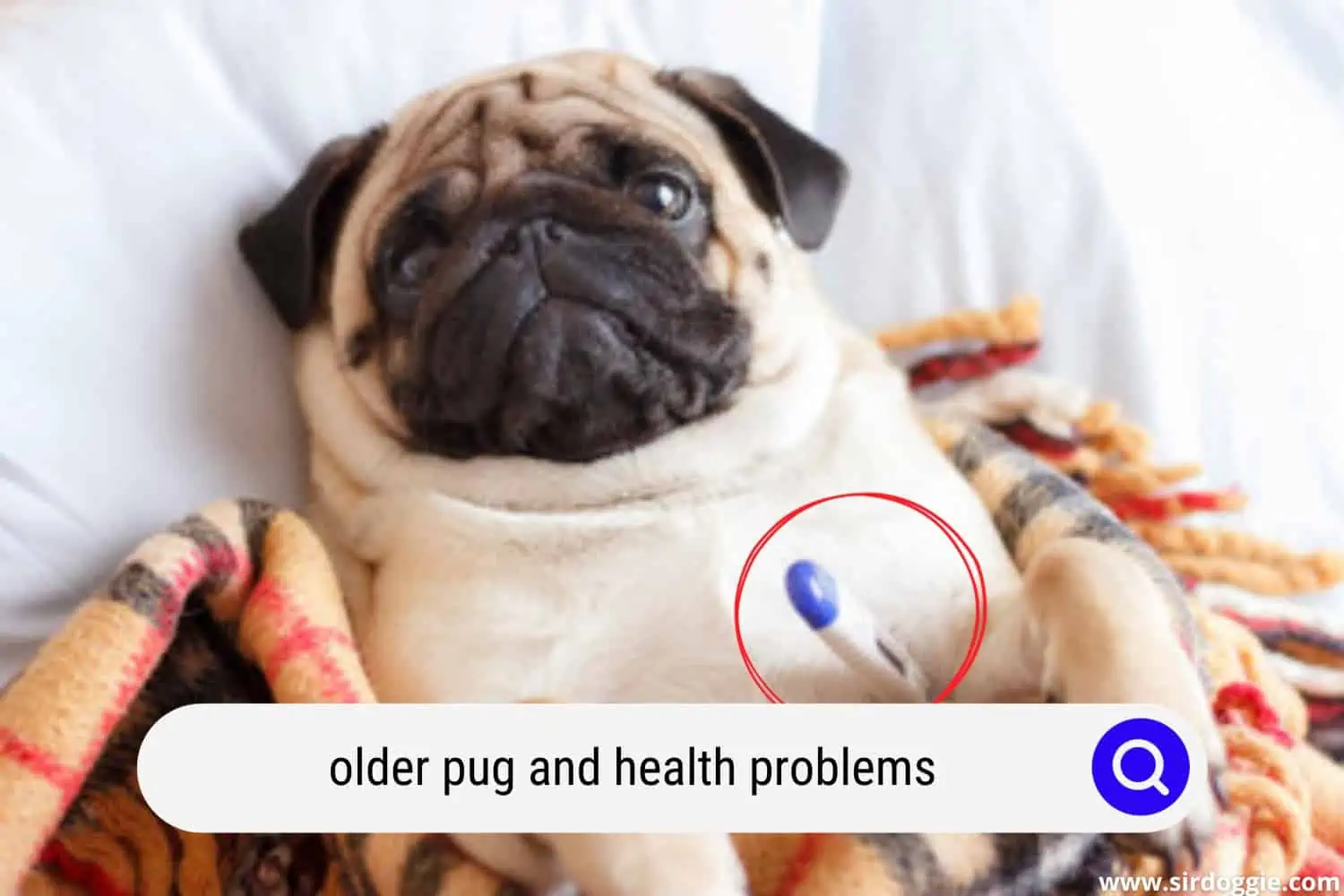 older pug and health problems