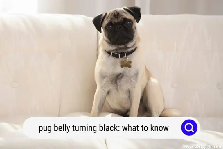 pug belly turning black