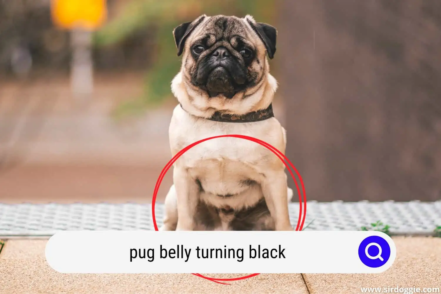pug belly turning black