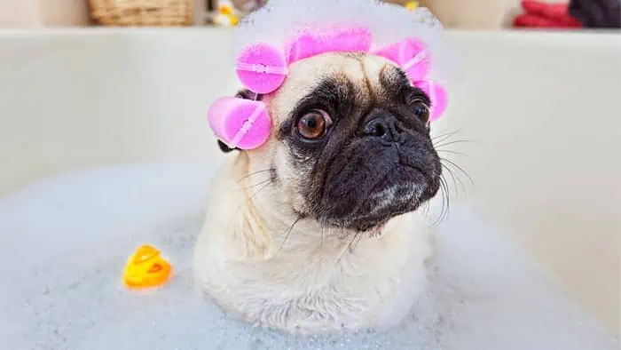 pug taking a bath