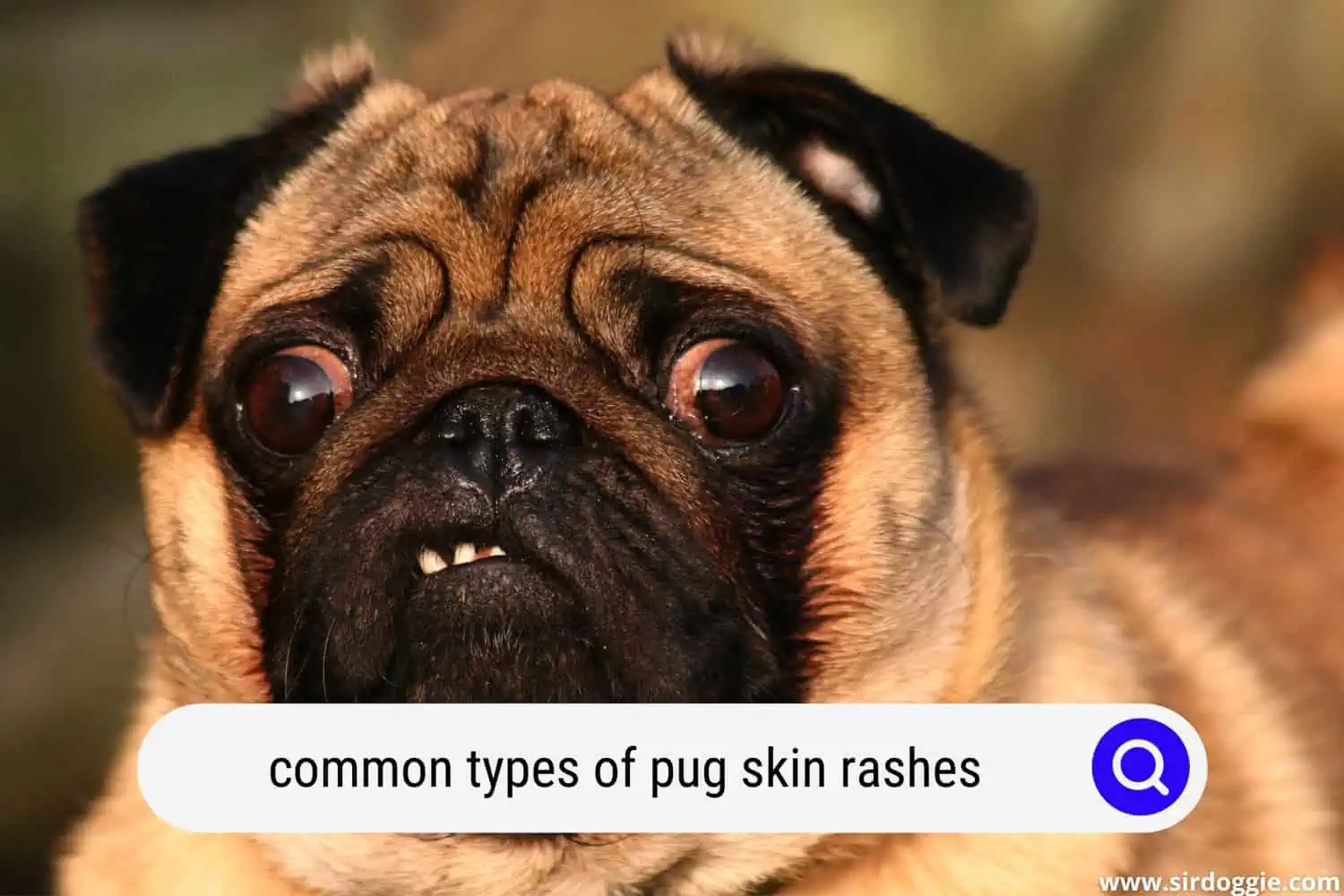 pug skin rashes