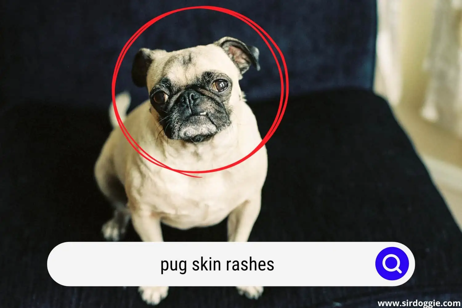 pug skin rashes