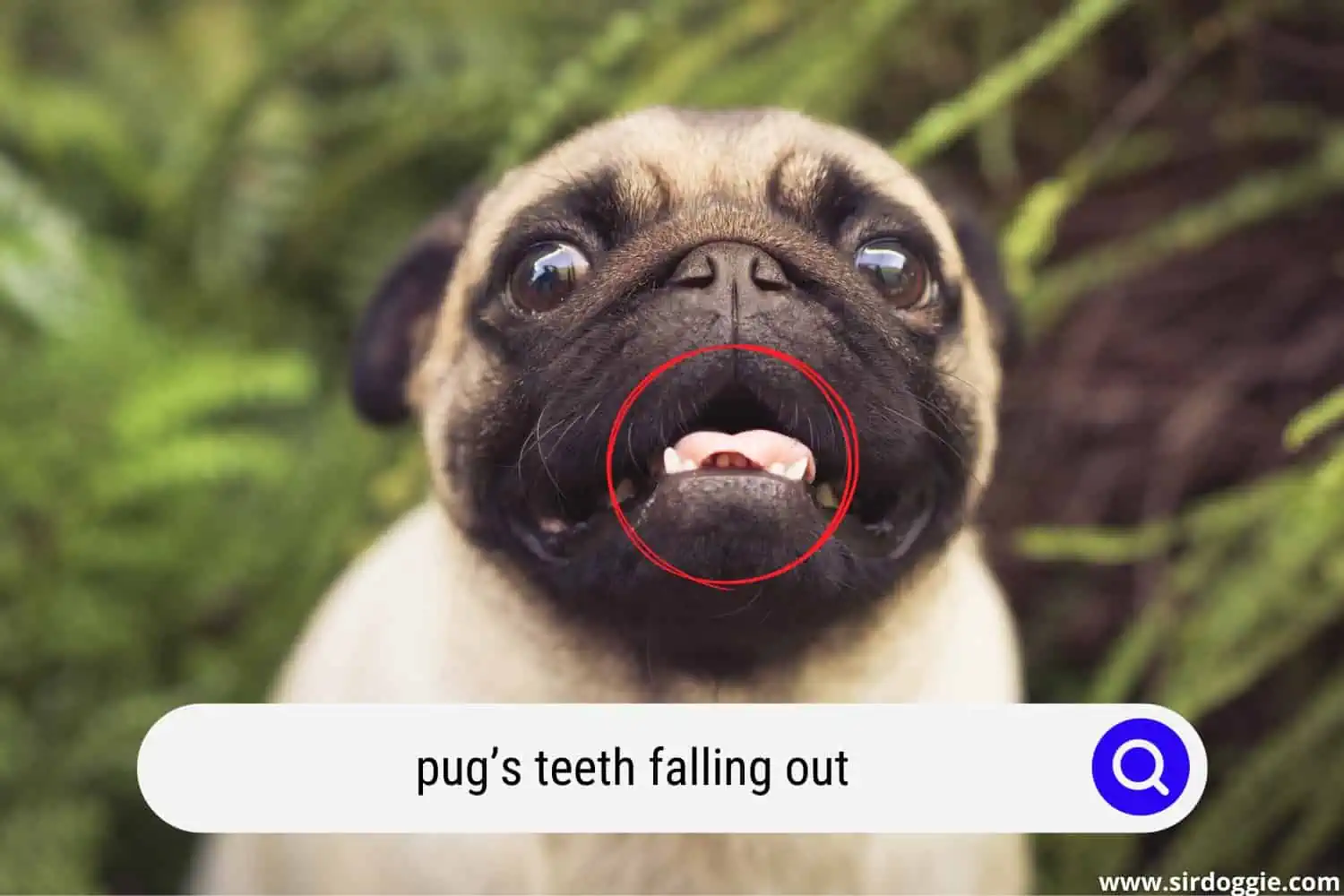pugs teeth falling out