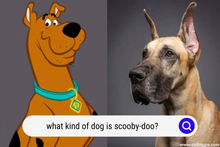 What Kind of Dog is Scooby-Doo? (A Detailed Explanation)